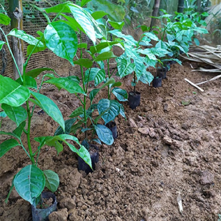 CÂY GIỐNG CÂY HÚNG VỊT