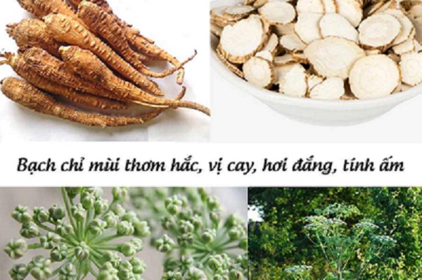 Bột Bạch Chỉ