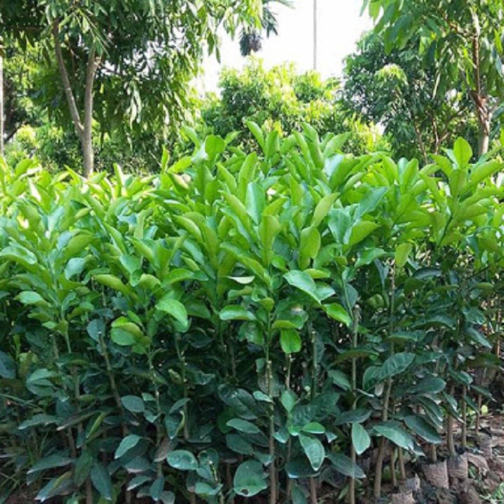 Combo 2 cây giống bưởi Diễn F1 - C008