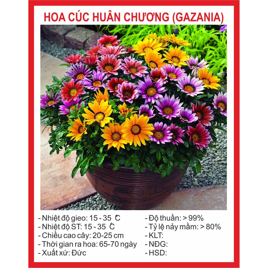 Hạt giống hoa cúc huân chương 50 hạt