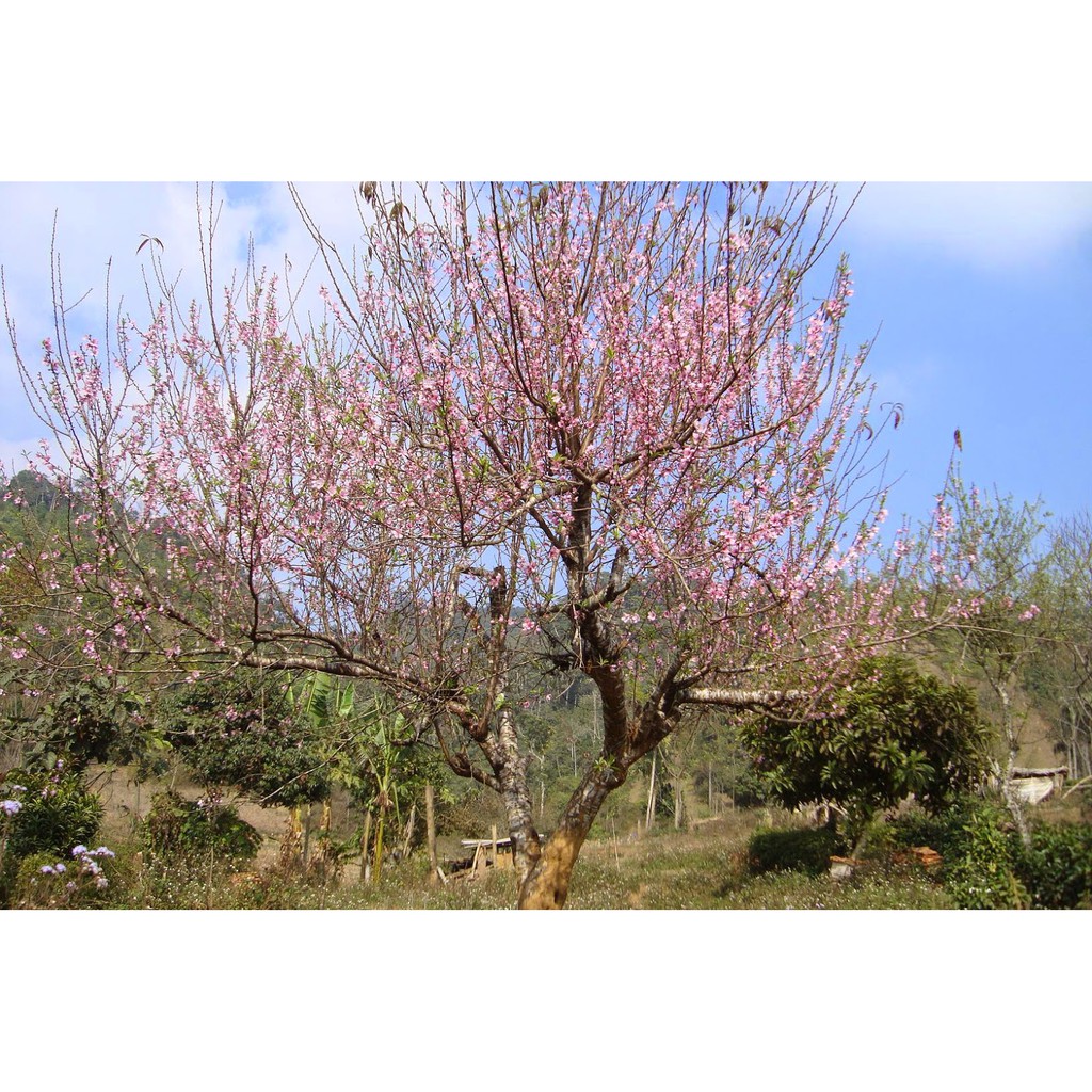 Peach blossom tea (Jungle peach) 100g