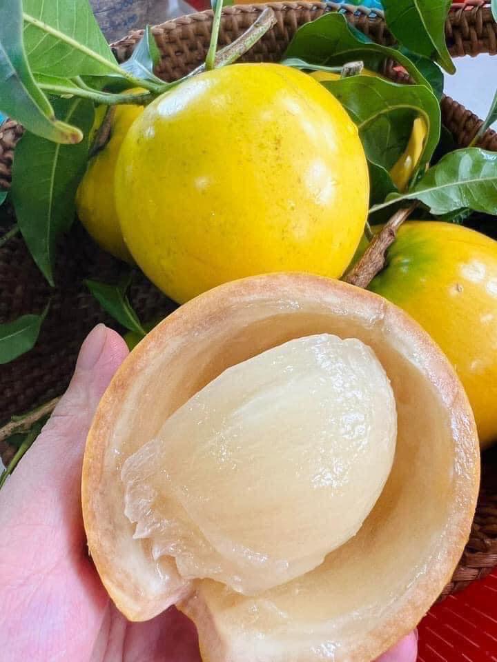 CÂY GIỐNG VÚ SỮA HOÀNG KIM [ CÂY GHÉP cao gần 1m như hình thực tế ạ].