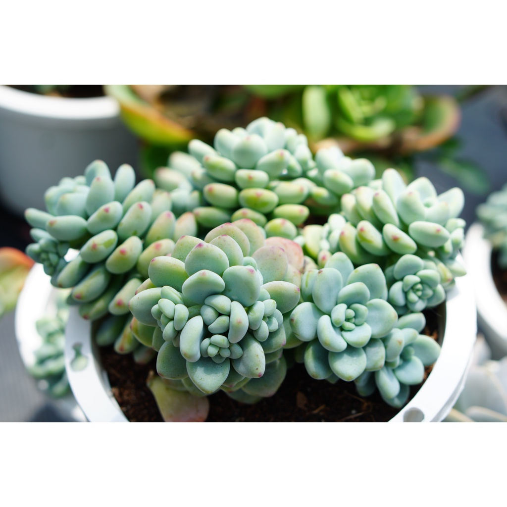 SEN ĐÁ THIÊN THANH CHẬU LỚN 15cm -HƯ 1 ĐỔI 1