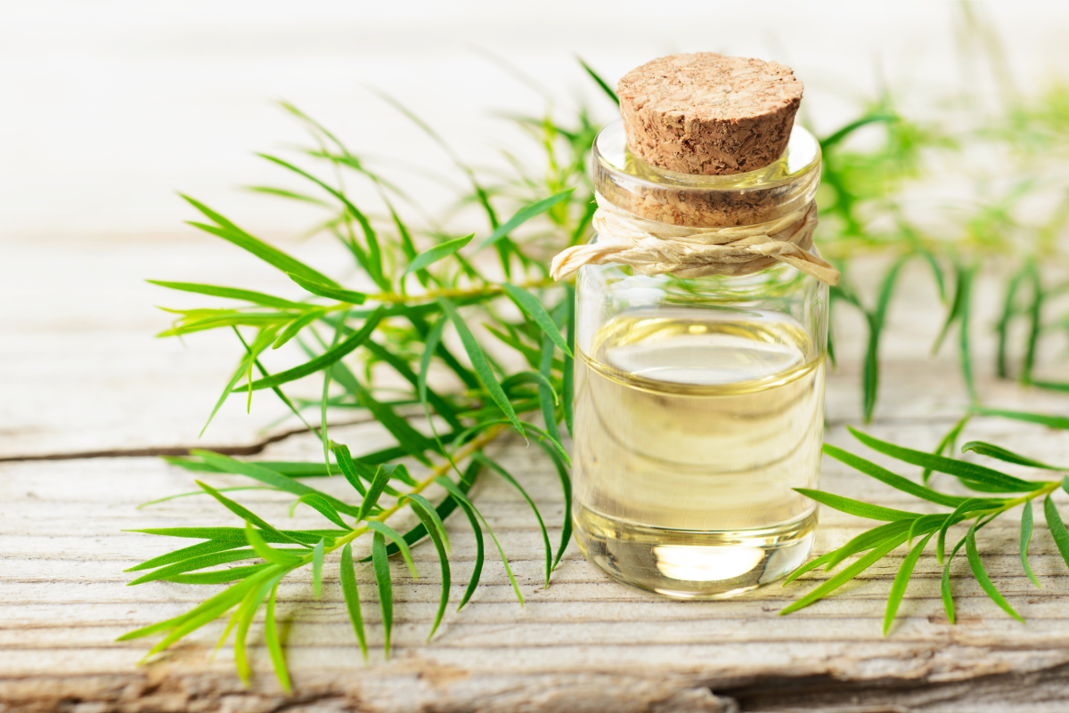 [HCM](OKING) Tinh dầu Tràm trà nguyên chất (Tea Tree) 10ml