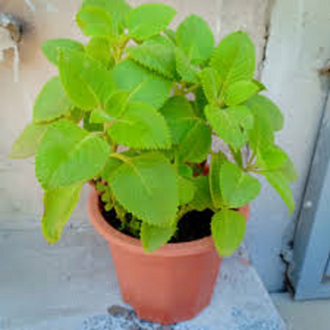 CHẬU CÂY HÚNG CHANH (Rau tần dày lá) - GIẢM HO - XUA ĐUỔI MUỖI