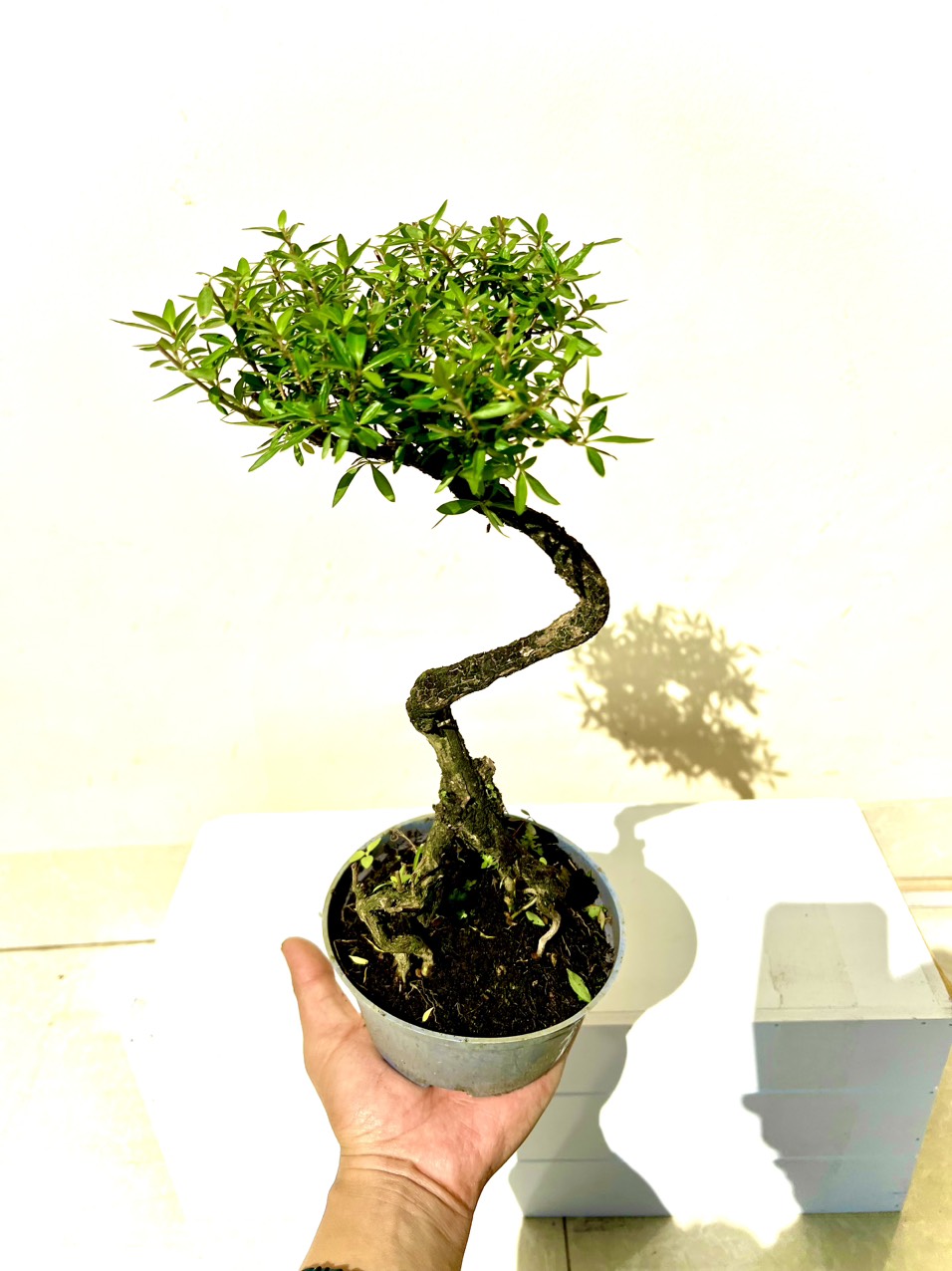 Cây tài lộc bonsai mini (ảnh thật)