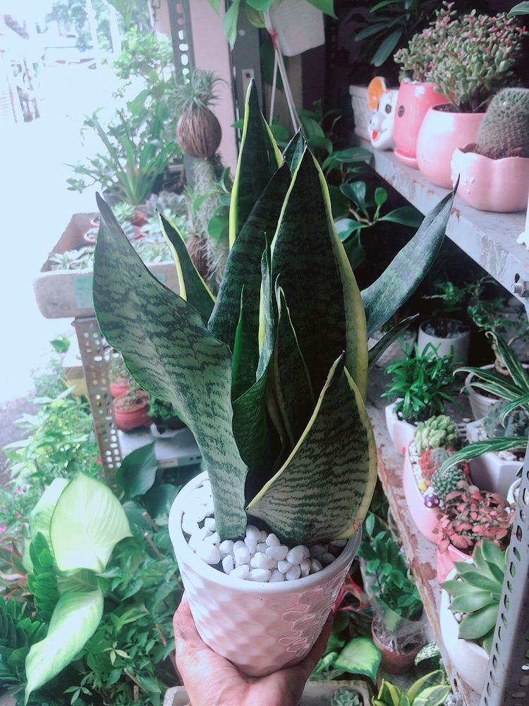 [HCM]Chậu Lưỡi Hổ Cao