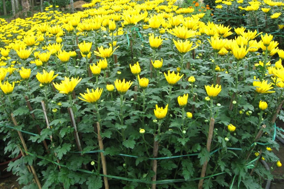 Combo 1 gói Hạt giống hoa Cúc vàng 1 gói kích nảy mầm, 1 gói phân bón nảy chồi ra lá