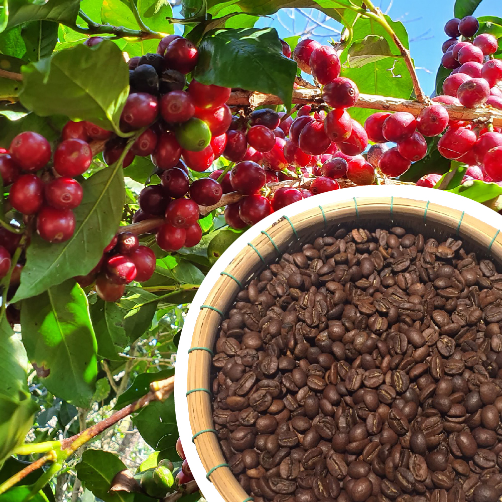 [HCM]CÀ PHÊ HẠT NGUYÊN CHẤT ROBUSTA RANG MỘC HEMERA COFFEE 500GR