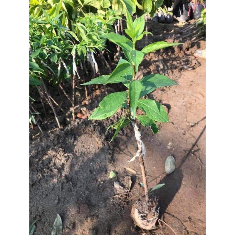 cây giống mận tam hoa!