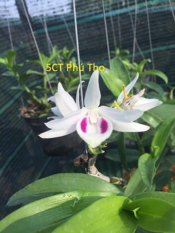 Lan Phi Điệp 🍀FREESHIP🍀 5ct Phú  [ Cây Giống ]