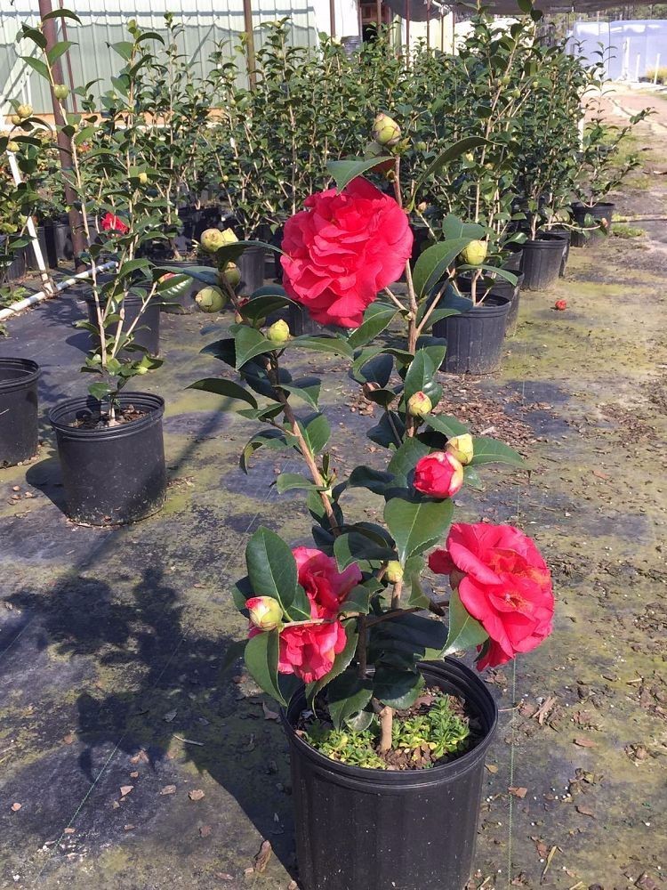 Cây hoa trà my đỏ cổ có bầu đất ra hoa tết