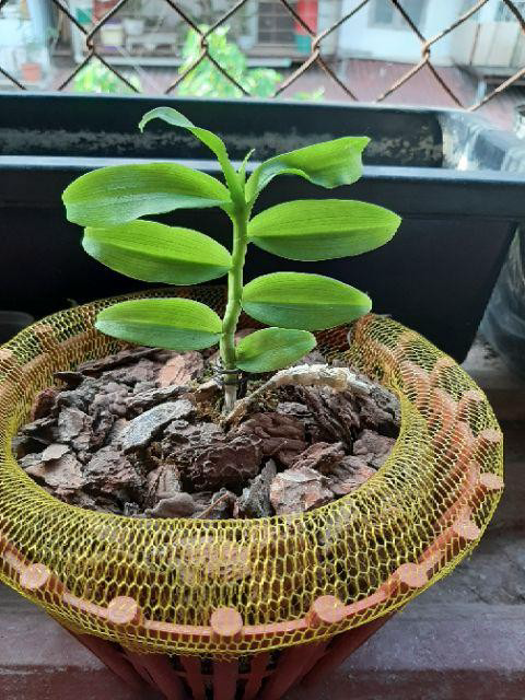 lan phi điệp 5 cánh trắng Phú Thọ cây giống