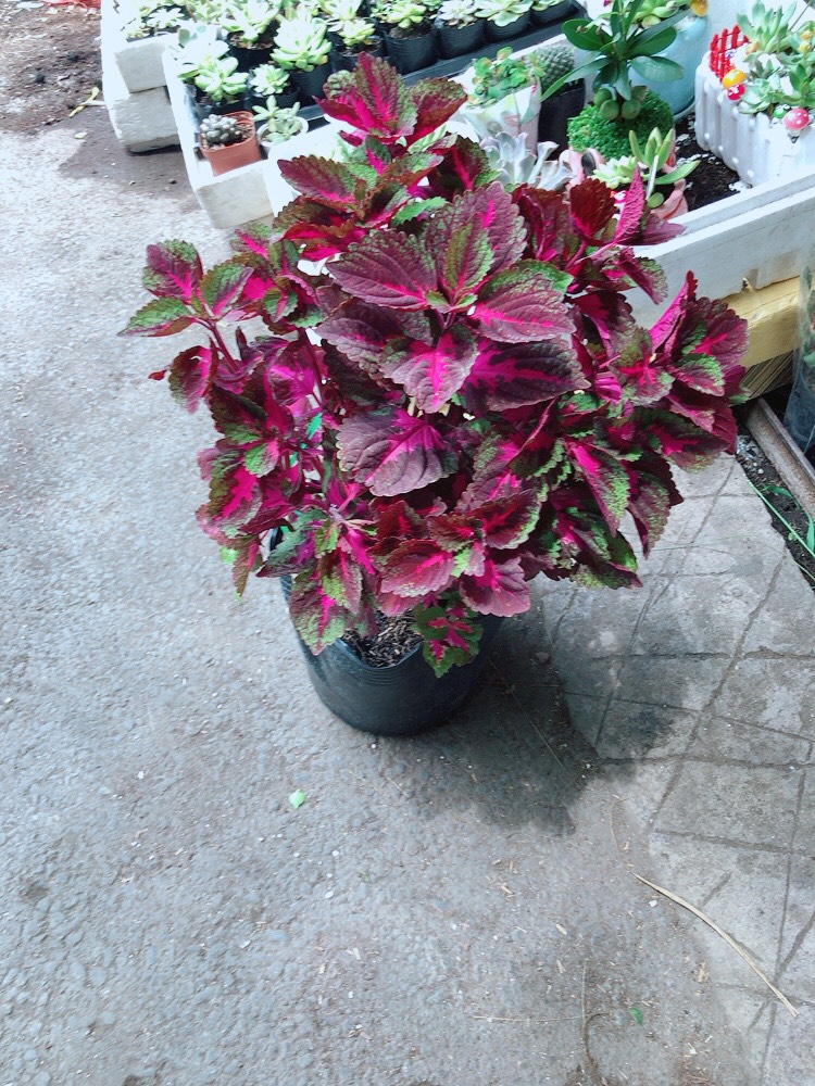 Cây Lá Gấm Tím
