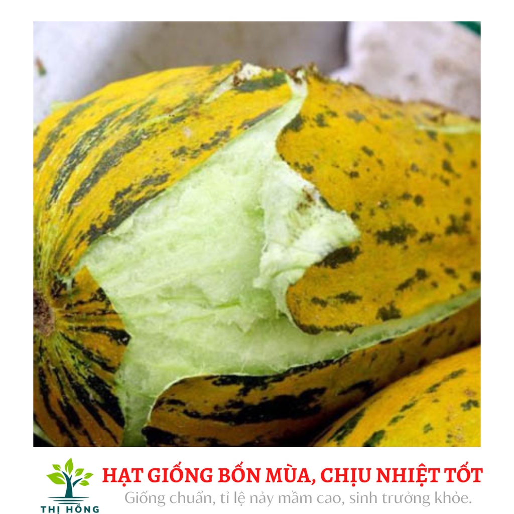 Hạt giống dưa gang cao sản 1g (mùi rất thơm, thịt bở, vị ngọt mát)