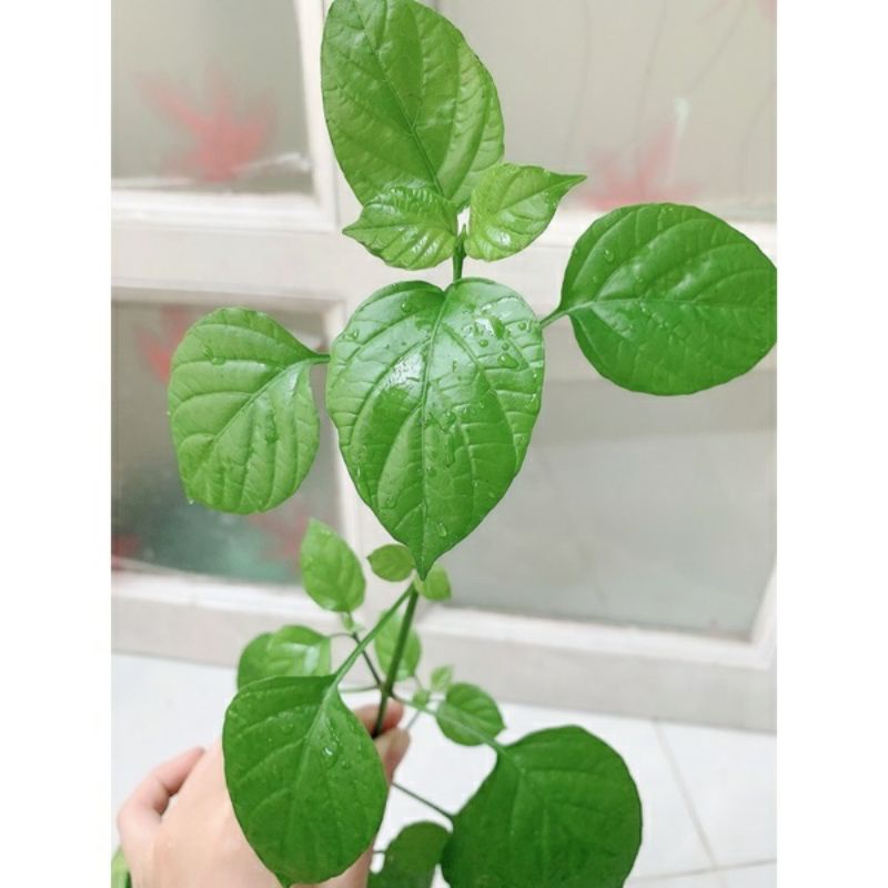 ♡♡ 1 Cây rau bồ ngót nhật