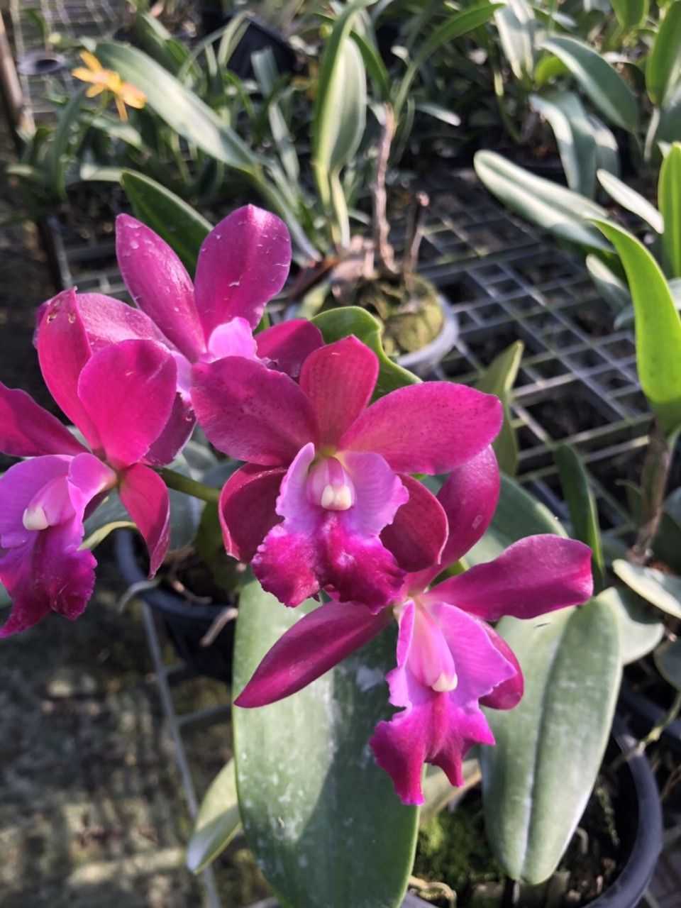 LAN CATTLEYA CÂY GIỐNG NHIỀU MÀU