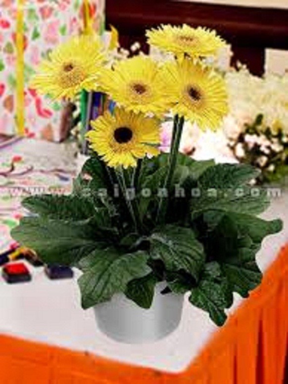 COMBO 2 CHẬU HOA ĐỒNG TIỀN LÙN HÀ LAN SIÊU ĐẸP MẶT HOA TÙY CHỌN