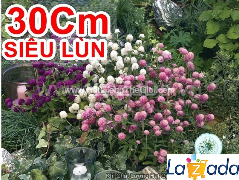0.5GR 200.HẠT Hạt Giống Hoa Cúc Bách Nhật Siêu Lùn Mix (KD| -KD: B26*V72)