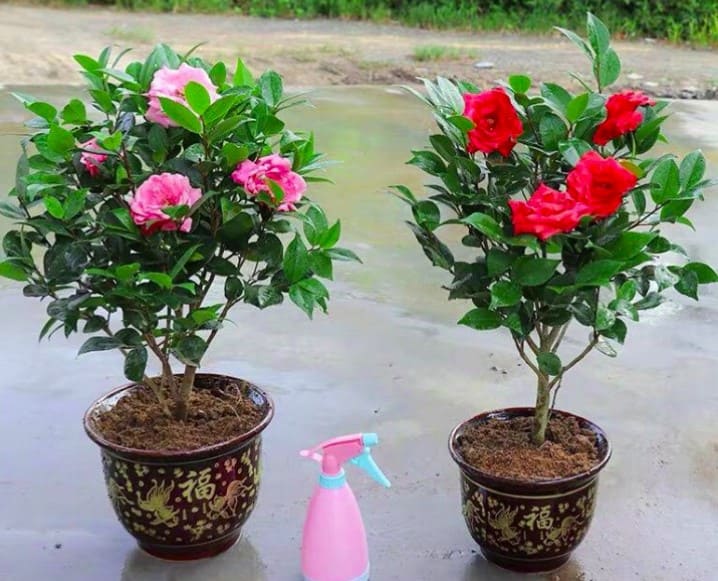 CHẬU TRÀ MY ĐANG NỤ--ĐỦ MÀU--SIÊU LỚN