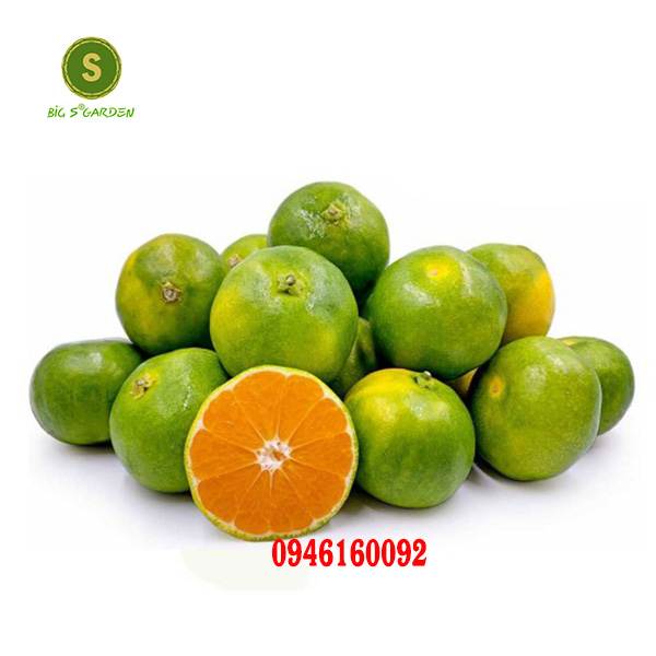 Cây Giống Quýt đường