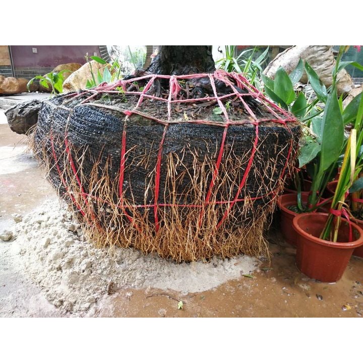 Siêu kích rễ cây root90