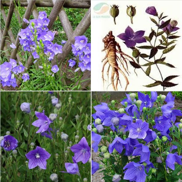 Hạt giống hoa cát cánh nhiều màu ( cây dược liệu ) 50 hạt/gói