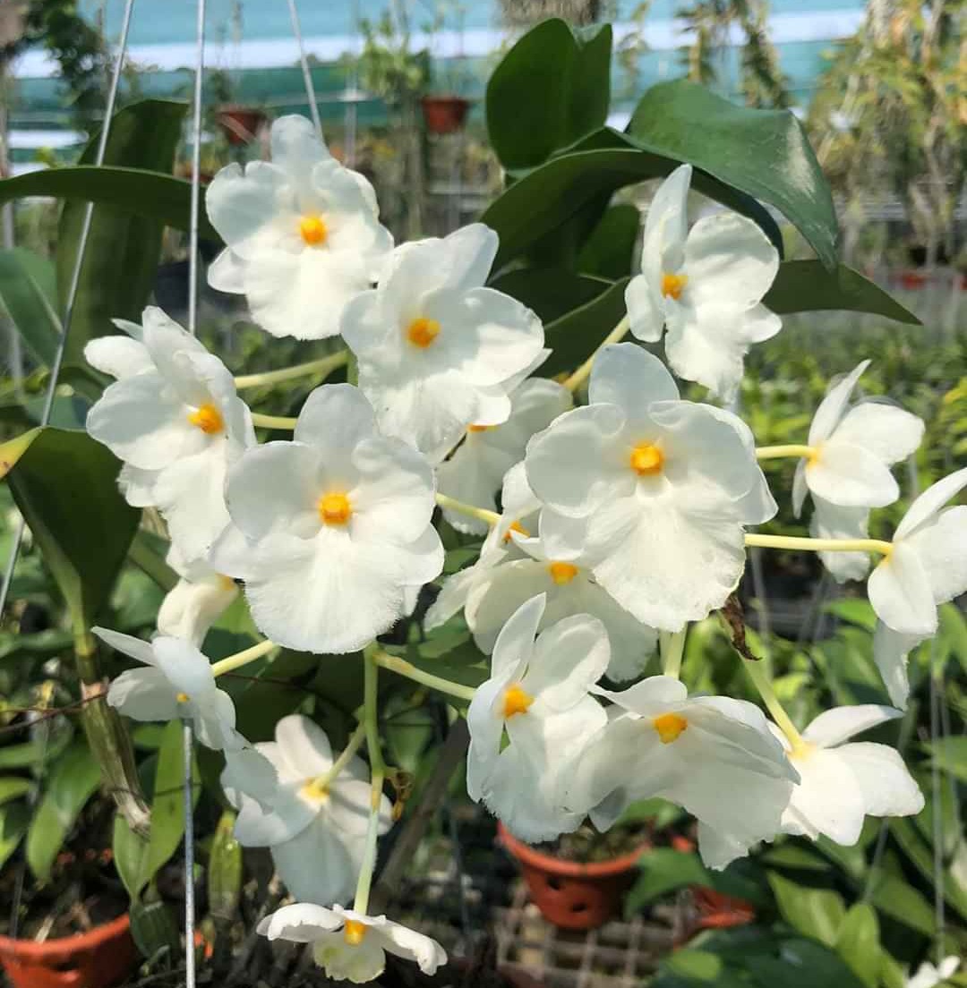 Lan Kiều Trắng Trắng - Đột Biến