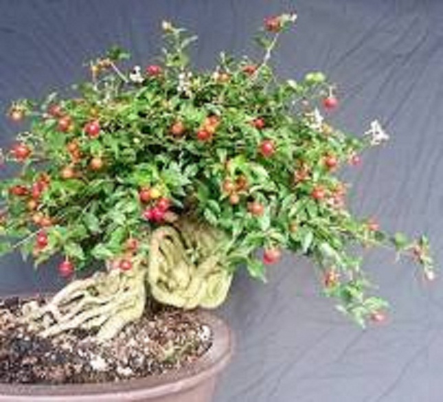 cây giống Hồng ngọc mai bonsai