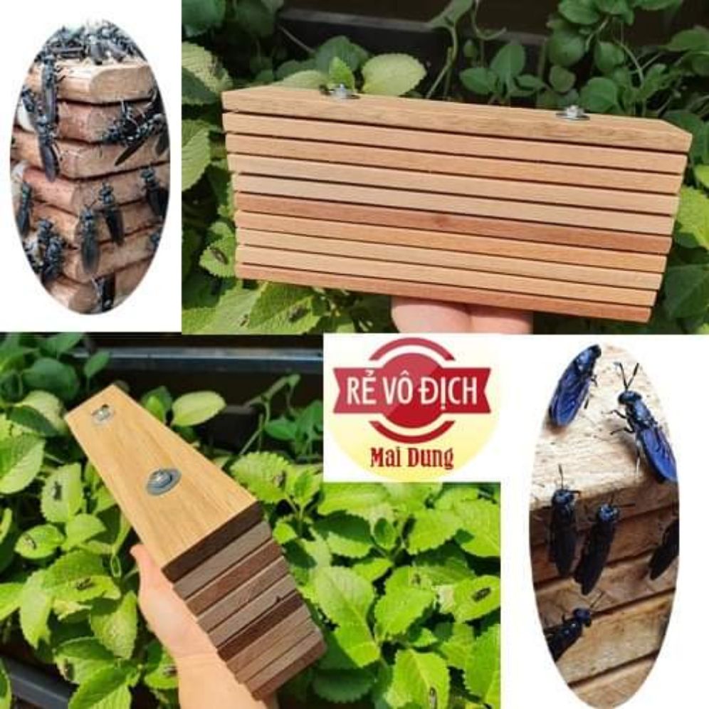 Thanh gỗ cho ruồi lính đen đẻ trứng
