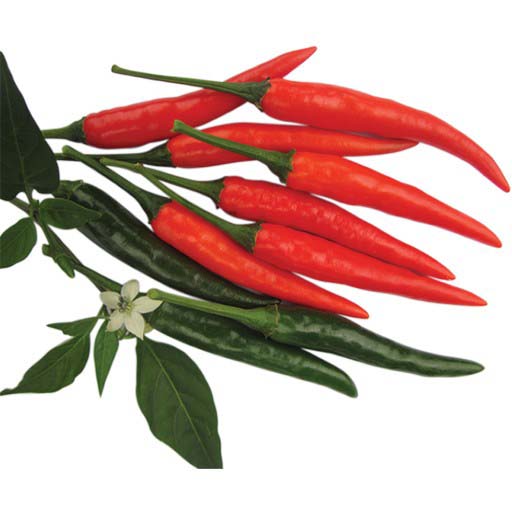 Hạt giống ớt chỉ thiên siêu cay F1 - gói 30 hạt