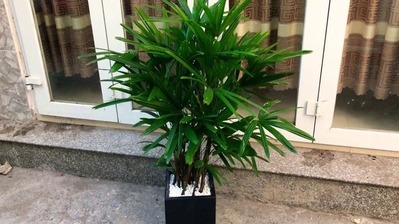 1 bụi trúc mây cây to đẹp