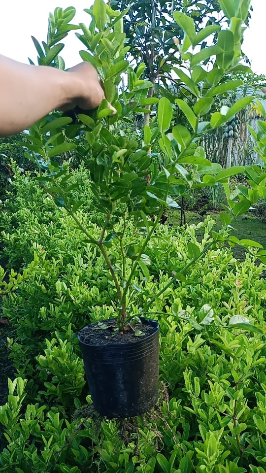 cây siro lớn