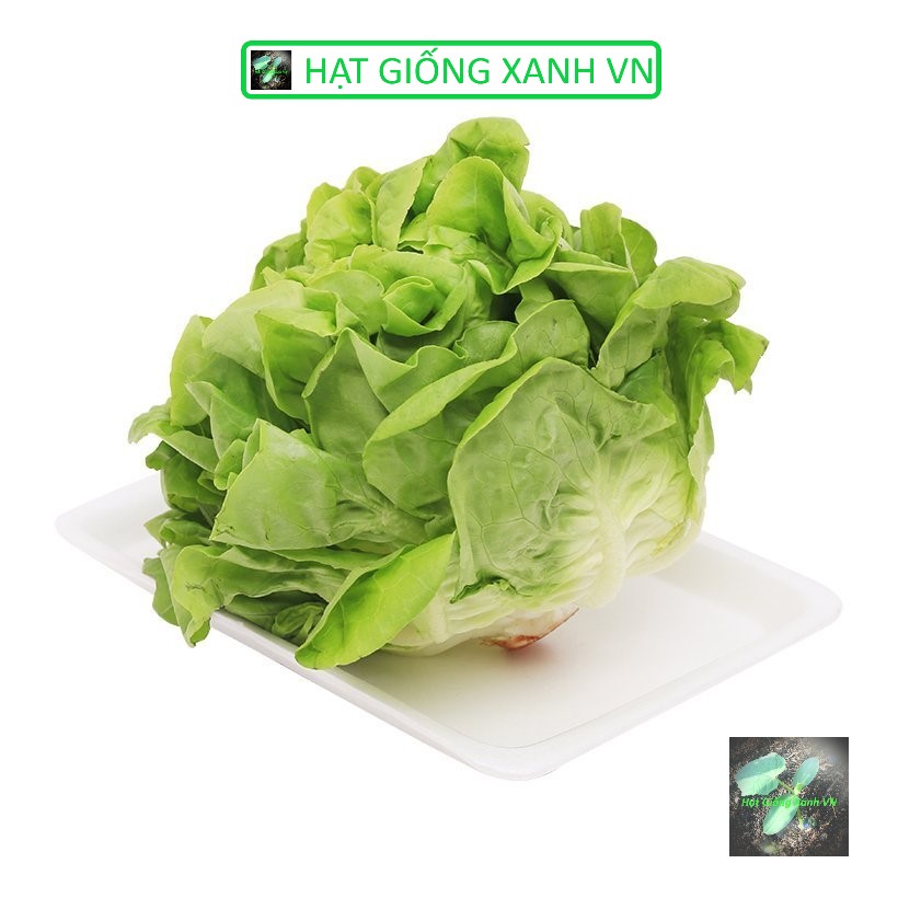 [Seeds] Hạt giống xà lách búp RD45, đóng gói 5gr (khoảng 2500 hạt)