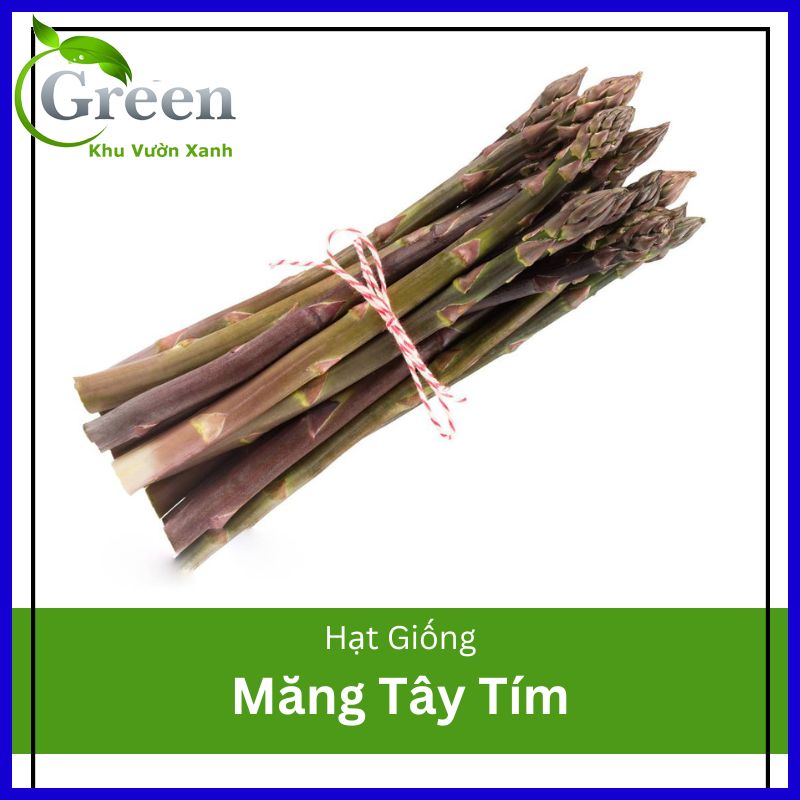 Hạt Giống Măng Tây Tím Dễ Trồng, Sinh Trưởng Mạnh
