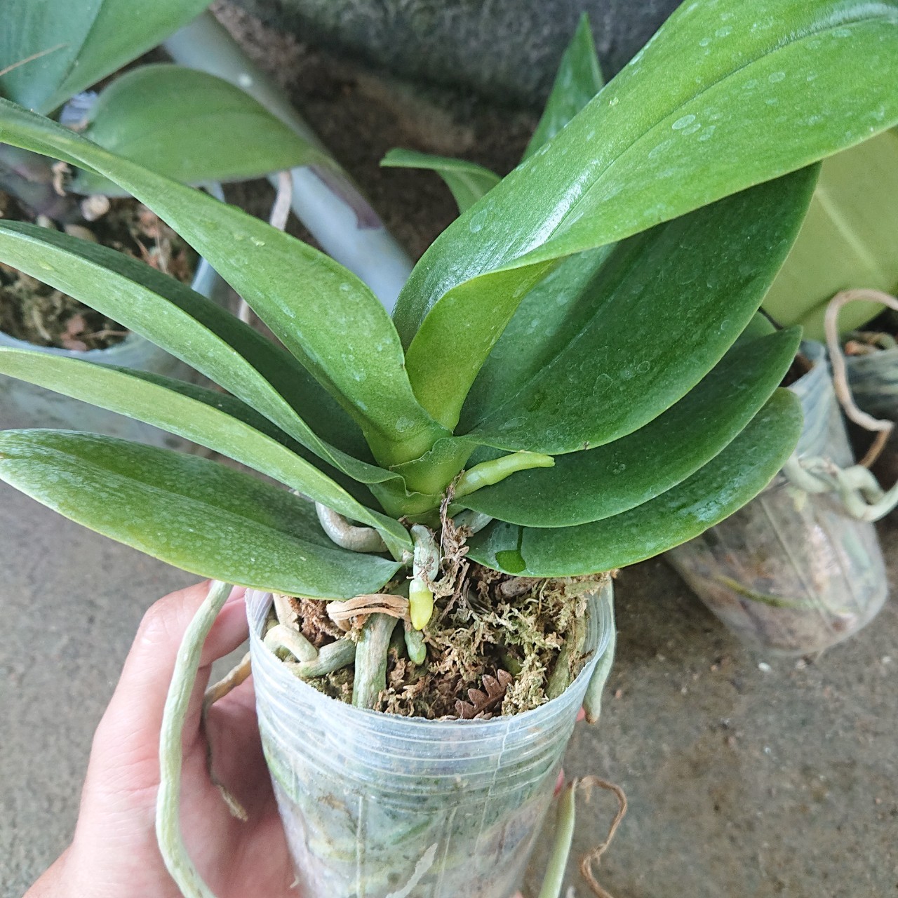 LAN HỒ ĐIỆP ĐẠI đang có ngồng Hoa