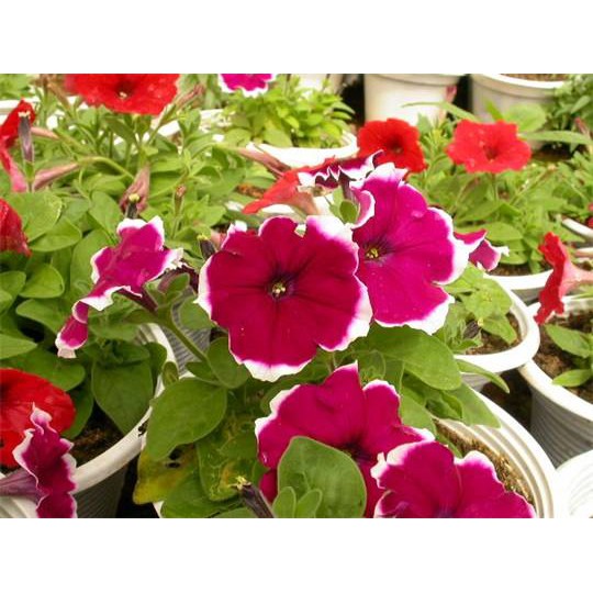 Hạt giống hoa Dạ Yến Thảo viền mix