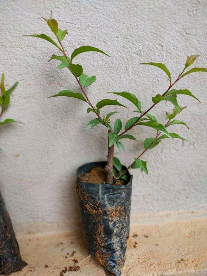 Combo 20 củ trinh nữ hoàng cung tặng 1 lan tỏi