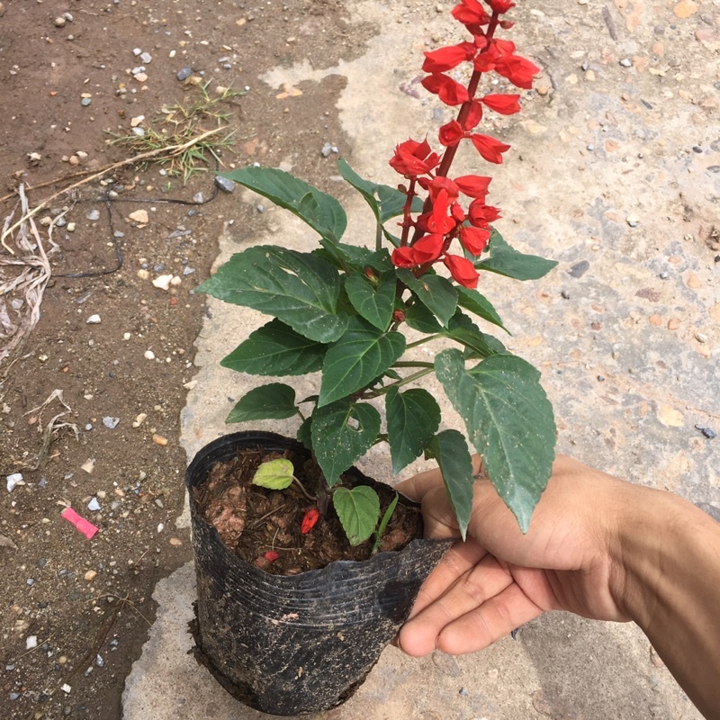 Cây Hoa Xác Pháo Đỏ Trồng Sẵn Đã Có Nụ Và Hoa