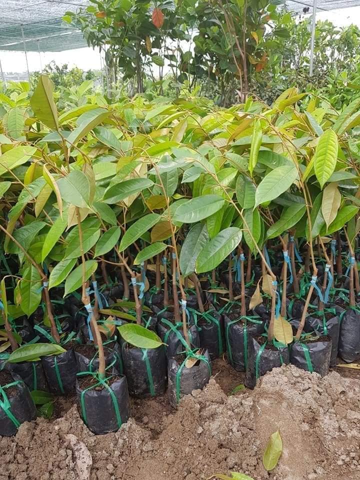 Cây sầu riêng hạt lép cơm vàng RI6