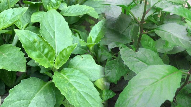 Cây giống kim thất tai (cây bầu đất)