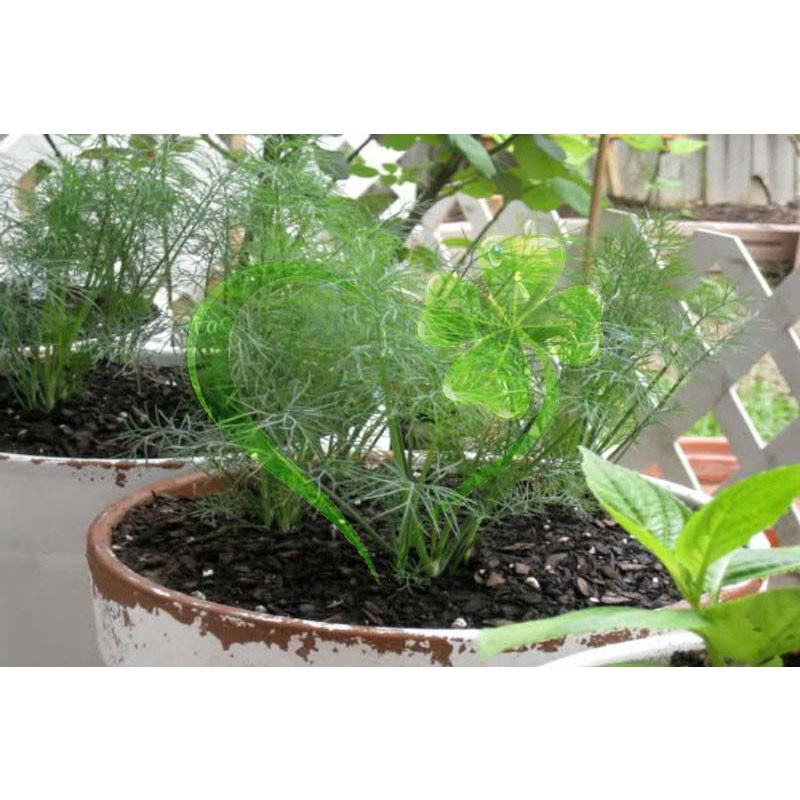 Hạt giống rau THÌ LÀ - gói 5 gram