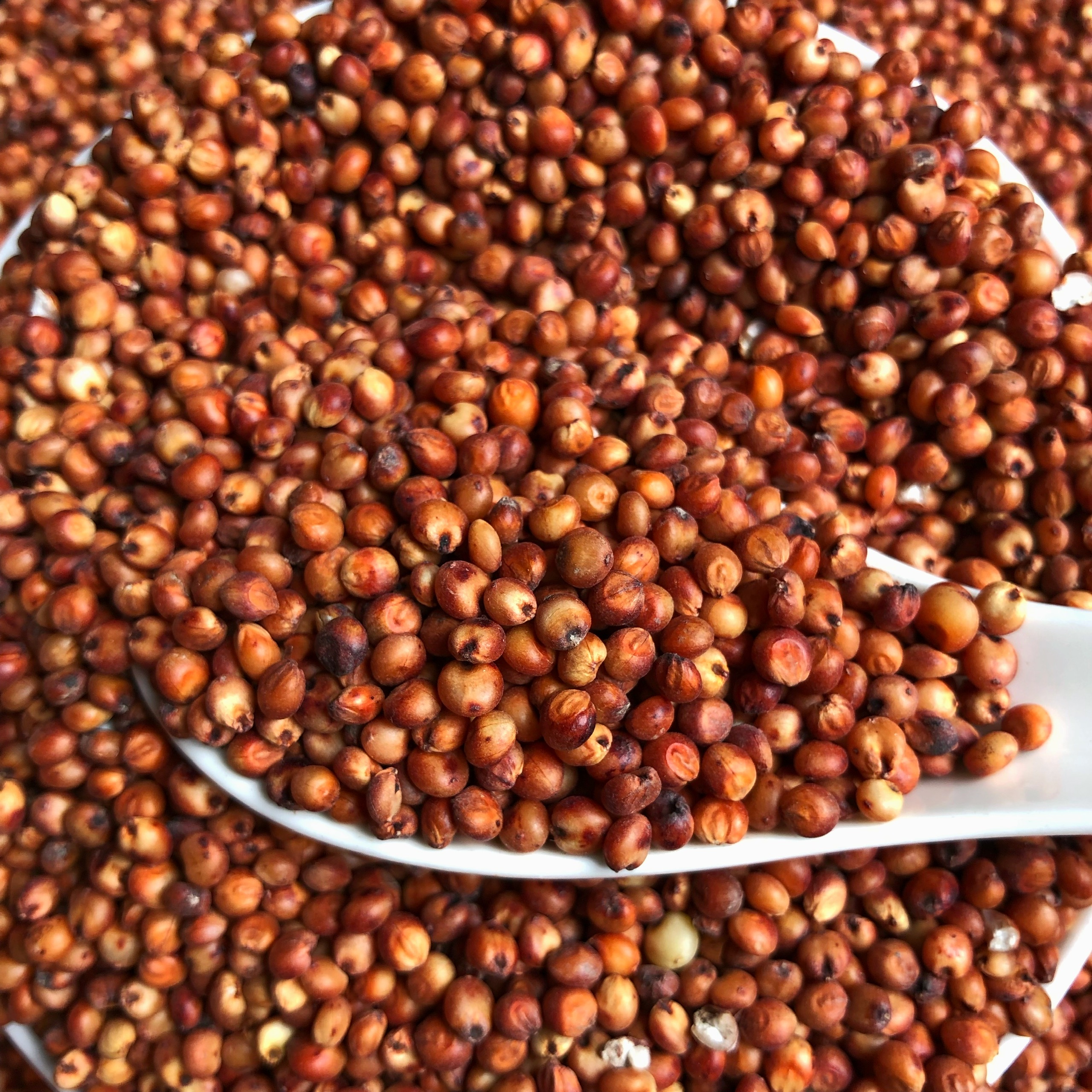1kg hạt Bobo đỏ  , Ý Dĩ ( thức ăn yêu thích gà đá, chim cảnh... )