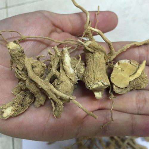 Rễ cà gai leo khô 1kg - Thảo Dược Tấn Phát