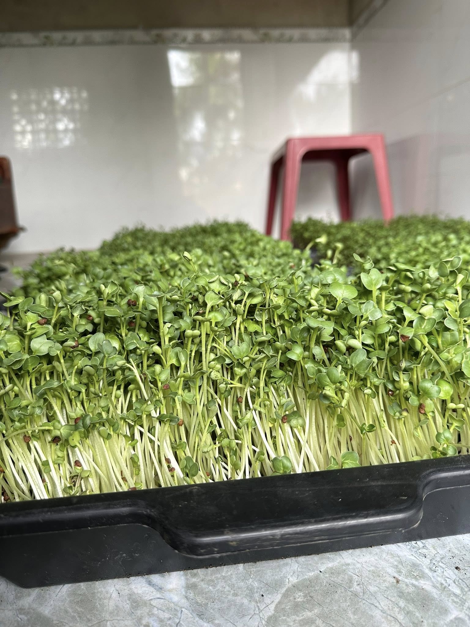 [HCM]Hạt mầm củ cải trắng