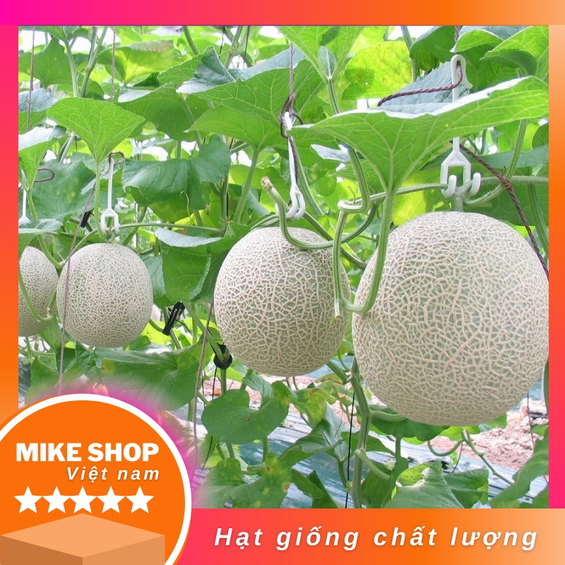 Hạt giống dưa lưới ruột vàng