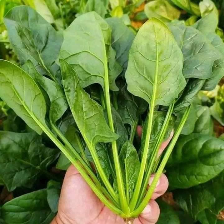 Hạt giống Cải bó xôi chịu nhiệt F1 gói 20 gram
