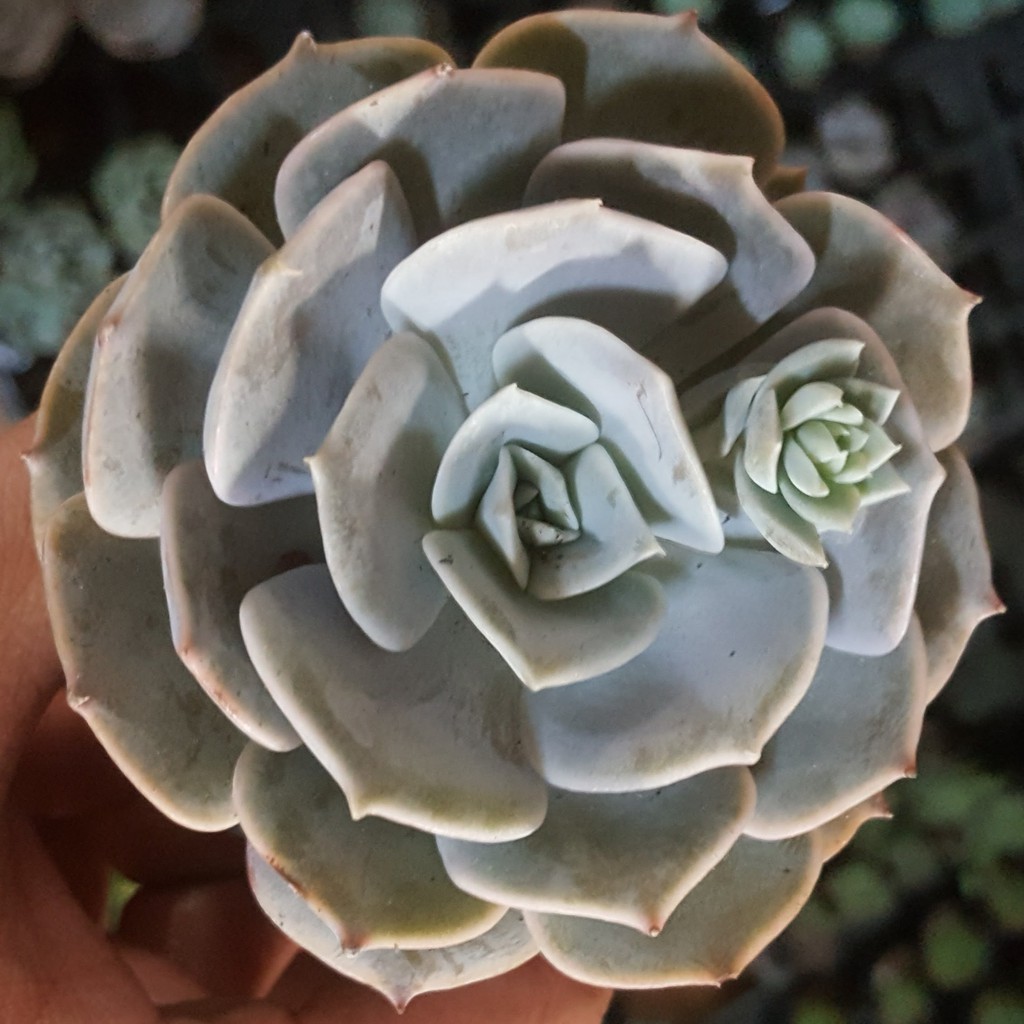 sen đá Đất trắng mới