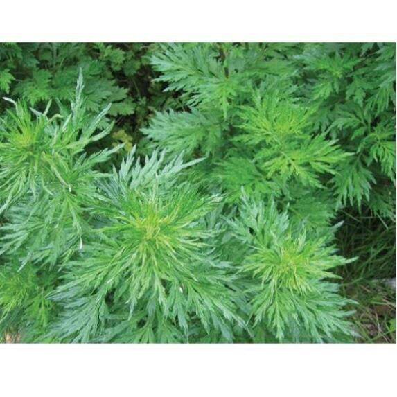 Trùm sỉ siêu rẻ ngải cứu khô 1kg