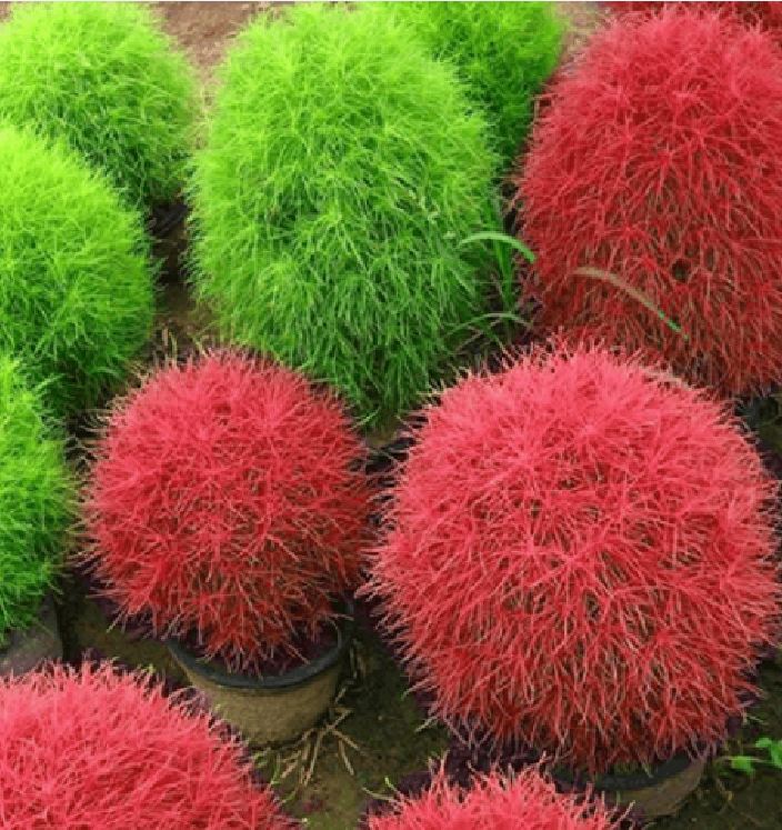 Túi 50 hạt giống hoa cỏ đổi màu